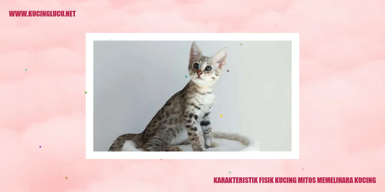 Gambar Kucing Lucu