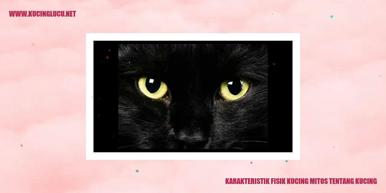 Kecantikan Tubuh Kucing