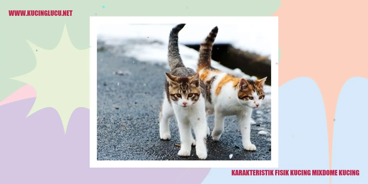 Karakteristik Fisik Kucing Mixdome