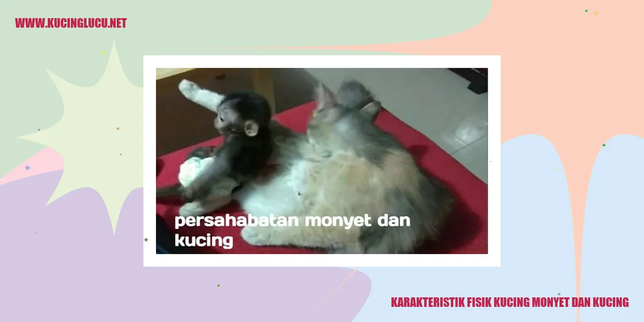 Kucing Monyet dan Kucing