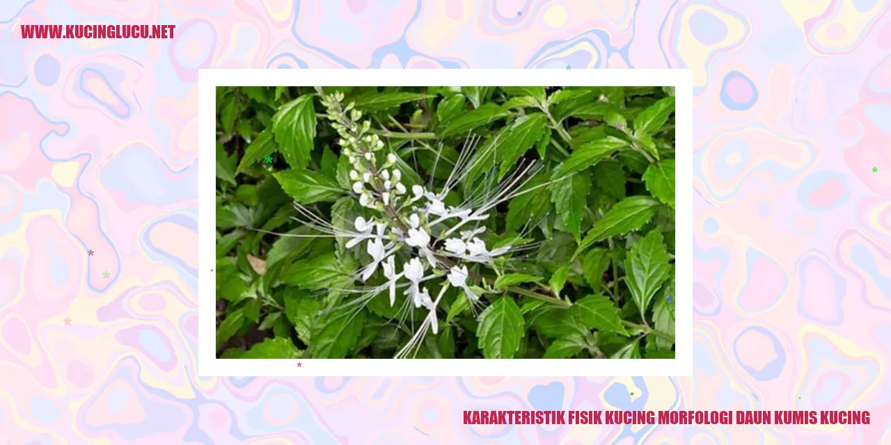 Karakteristik Fisik Kucing - Morfologi dan Daun Kumis Kucing