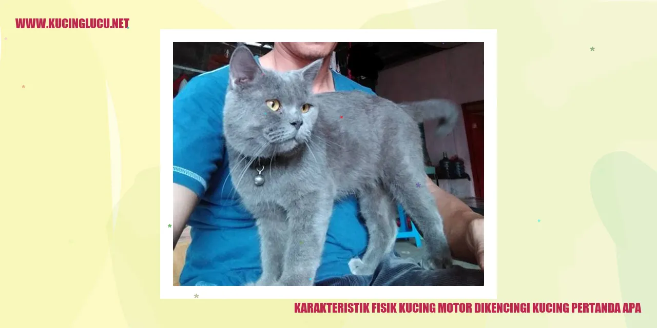 Karakteristik Fisik Kucing motor dikencingi kucing pertanda apa