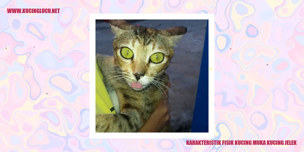 Kucing dengan Penampilan yang Terlupakan