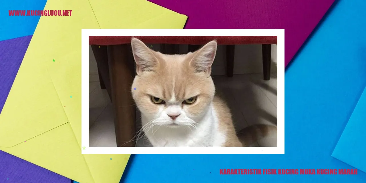 Karakteristik Fisik Kucing wajah kucing yang terlihat marah