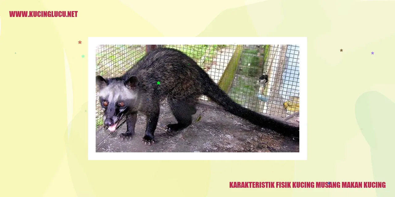 Karakteristik Fisik Kucing musang makan kucing