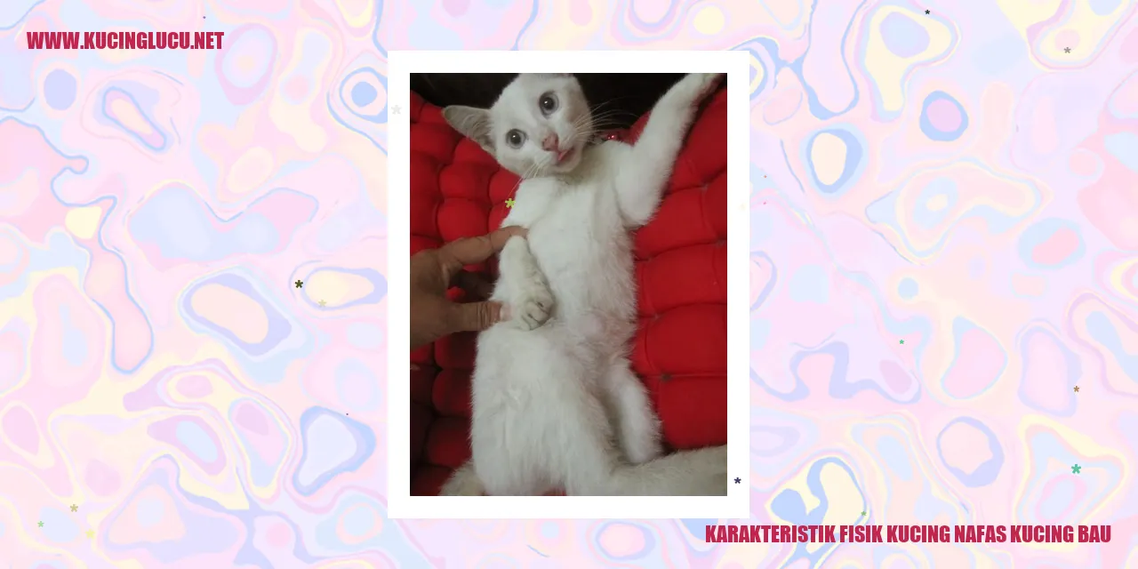Gambar Kucing