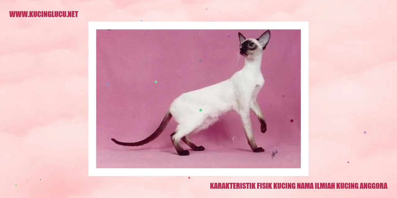 Kucing Anggora