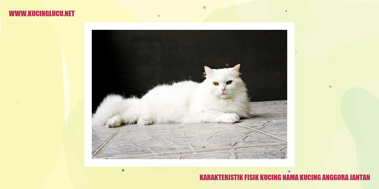 Karakteristik Fisik Kucing Anggora Jantan