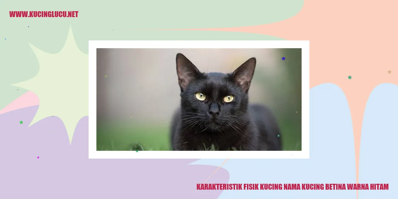 Kucing Betina Warna Hitam