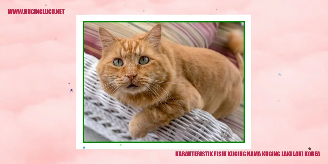 Karakteristik Fisik Kucing Jantan Korea