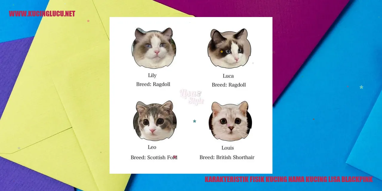 Karakteristik Fisik Kucing Lisa Blackpink