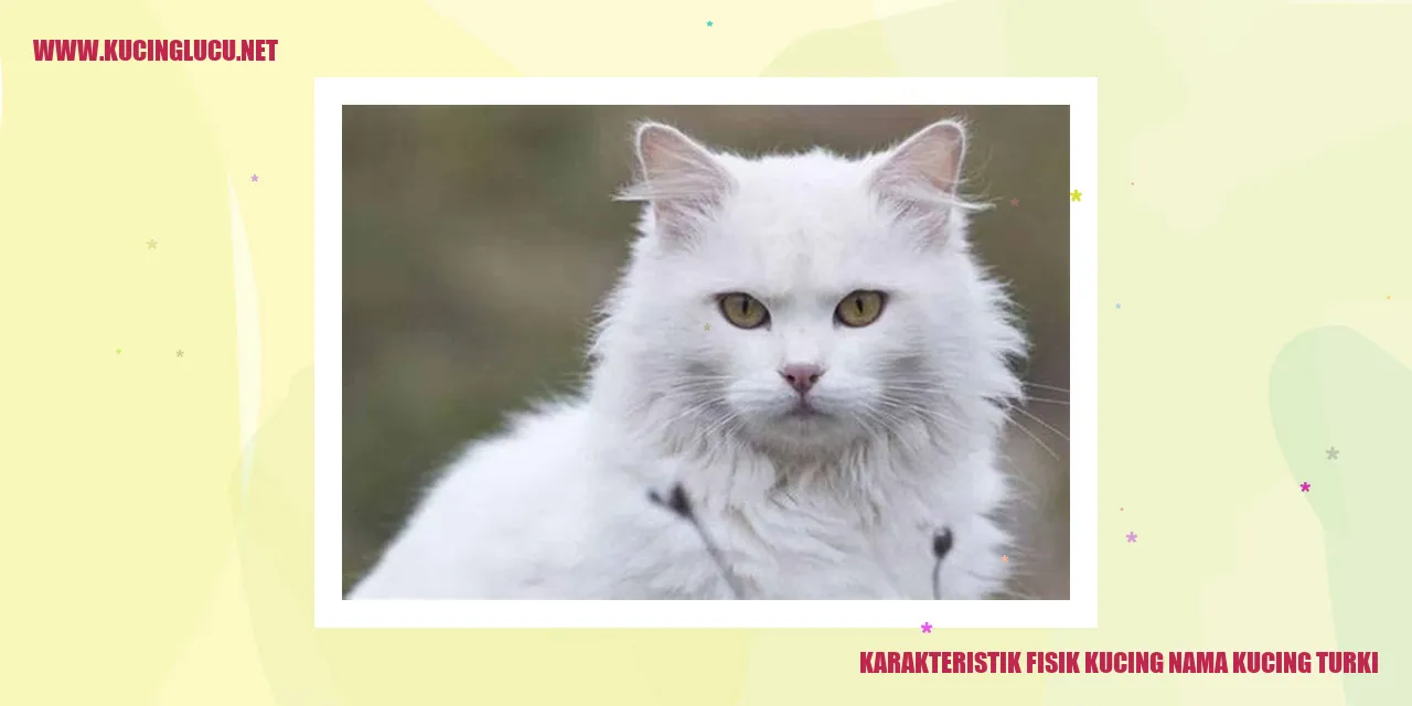 Kucing Turki