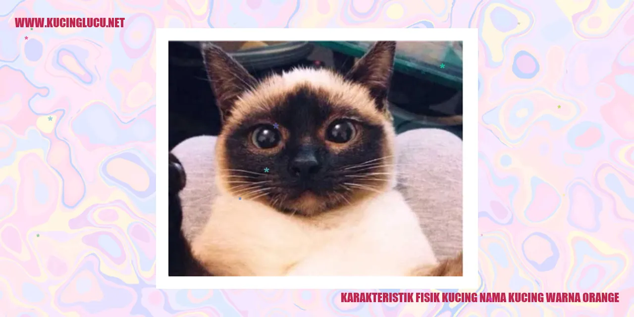 Kucing dengan Bulu Warna Orange
