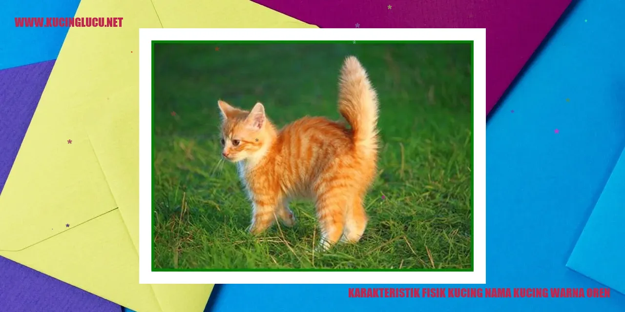 gambar kucing warna oren
