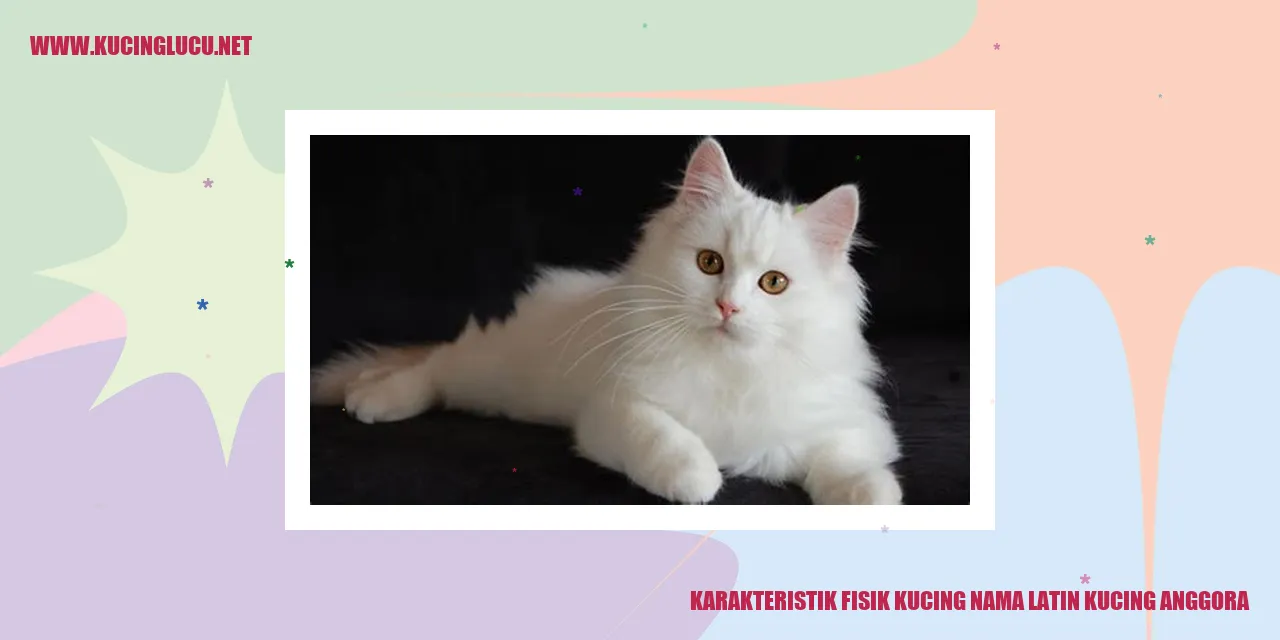Gambar Kucing Anggora