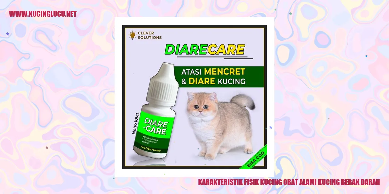 gambar kucing menggemaskan