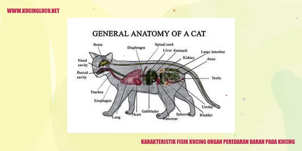 gambar kucing yang menggemaskan