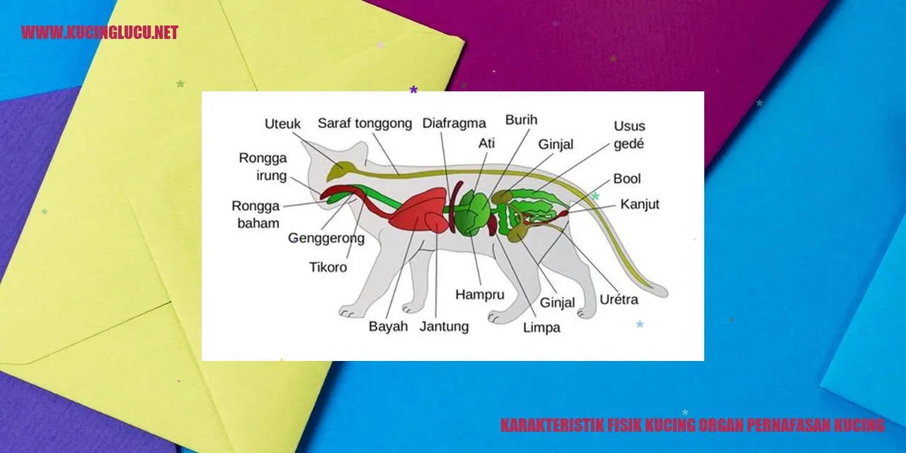 Gambar Kucing