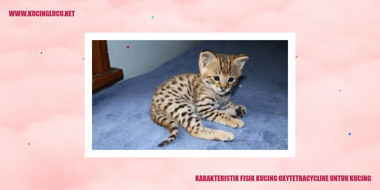 Gambar Kucing