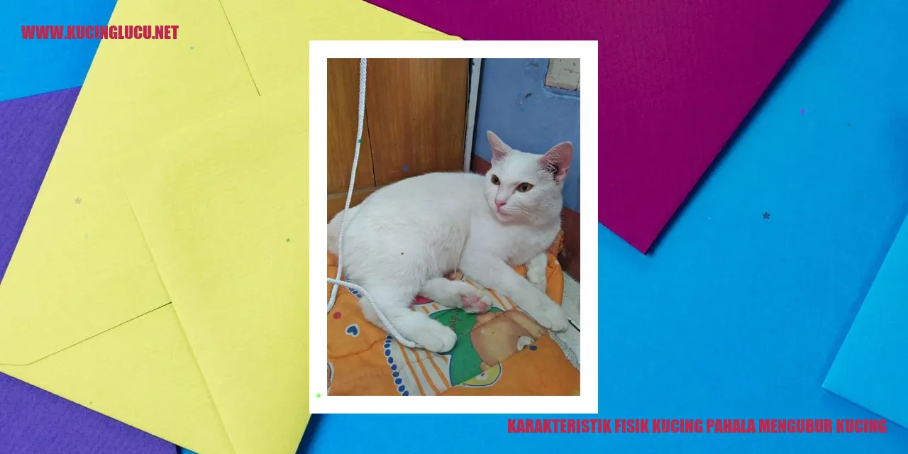 Karakteristik Fisik Kucing pahala mengubur kucing