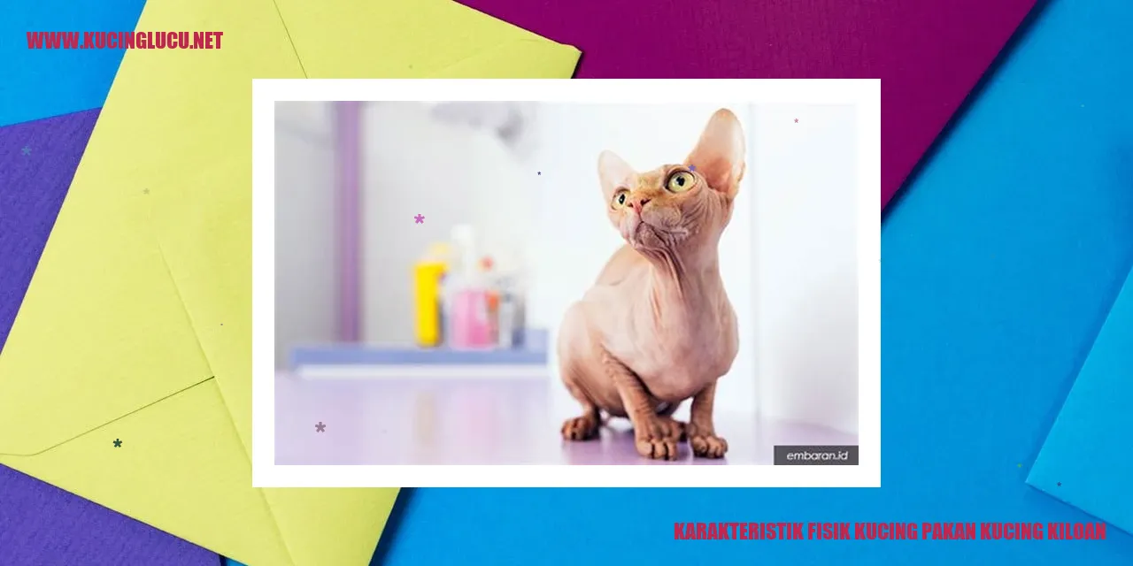 Gambar Kucing