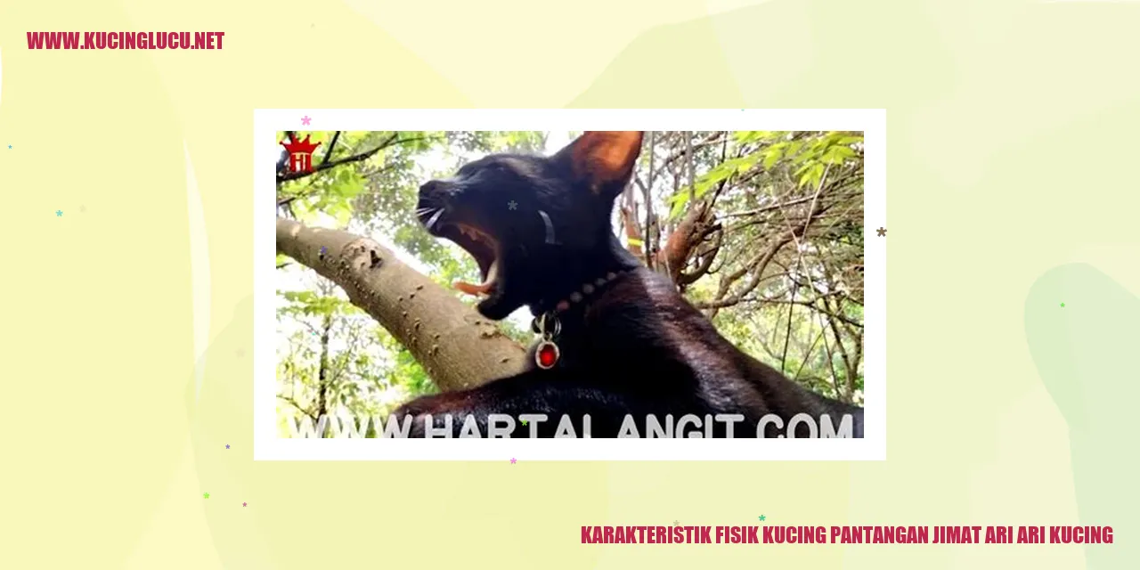 Karakteristik Fisik Kucing Pantangan Jimat Ari Ari Kucing