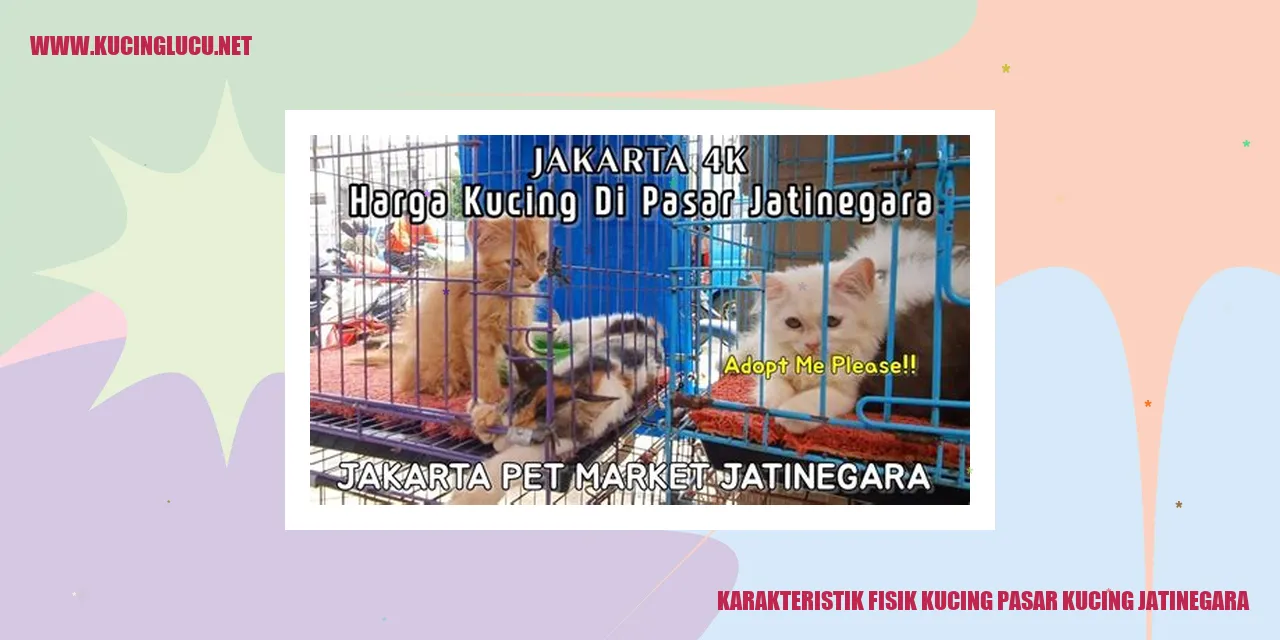Gambar Kucing Jatinegara