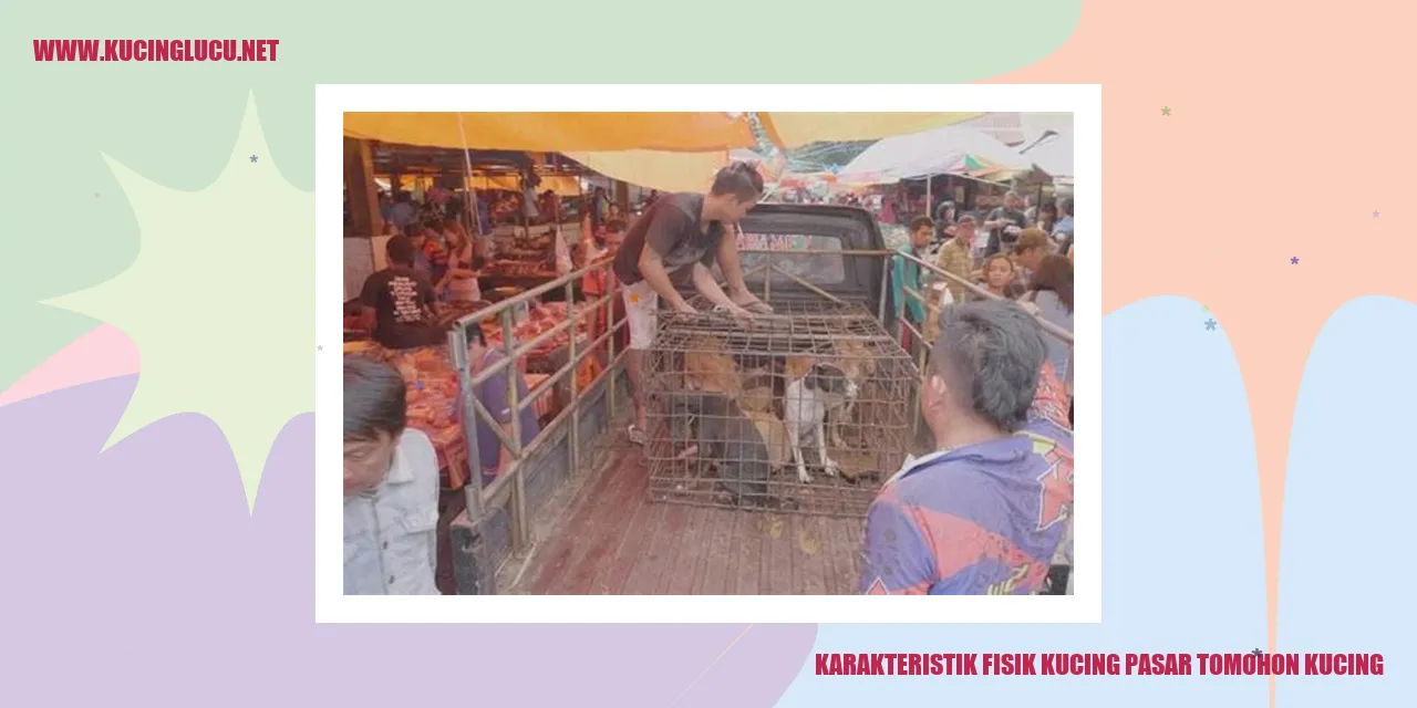 Karakteristik Fisik Kucing pasar tomohon kucing