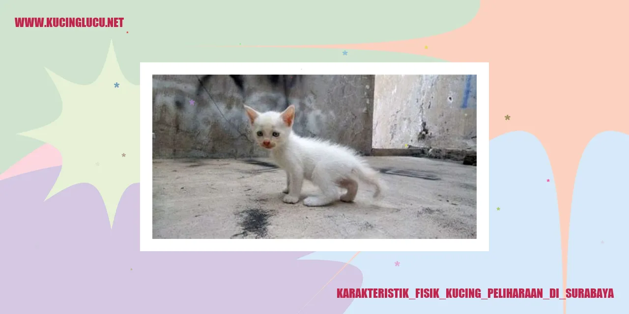 Kucing Peliharaan di Surabaya