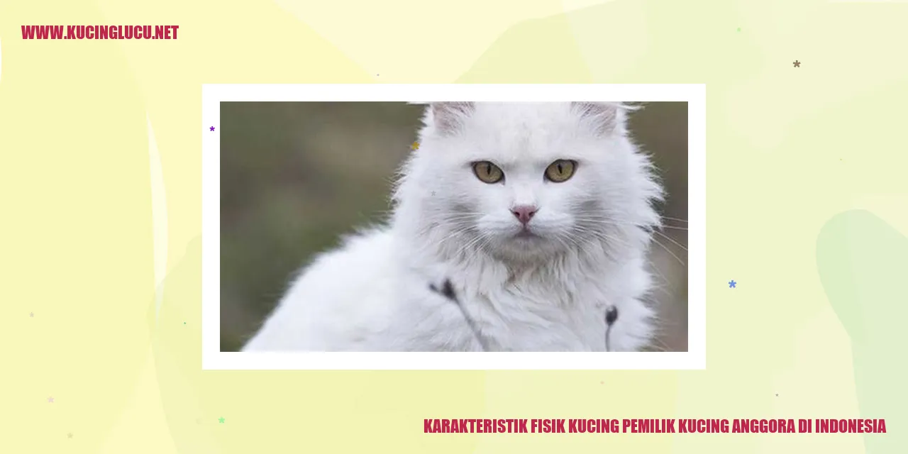Karakteristik fisik kucing anggora di Indonesia