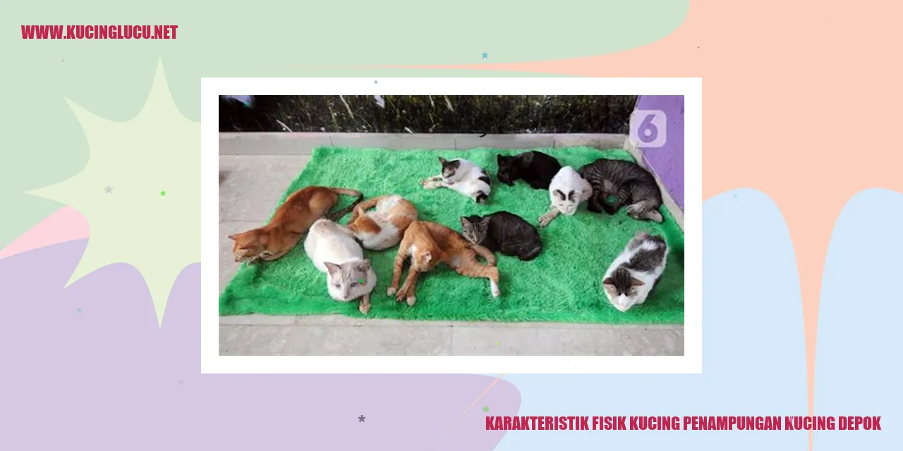 gambar kucing di penampungan kucing Depok