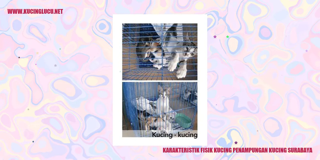 Karakteristik Fisik Kucing di Penampungan Kucing Surabaya