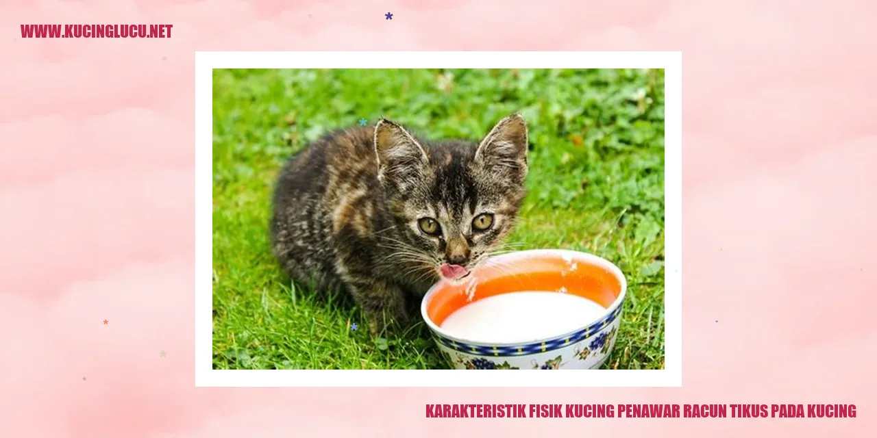 Karakteristik Fisik Kucing Penawar Racun Tikus pada Kucing