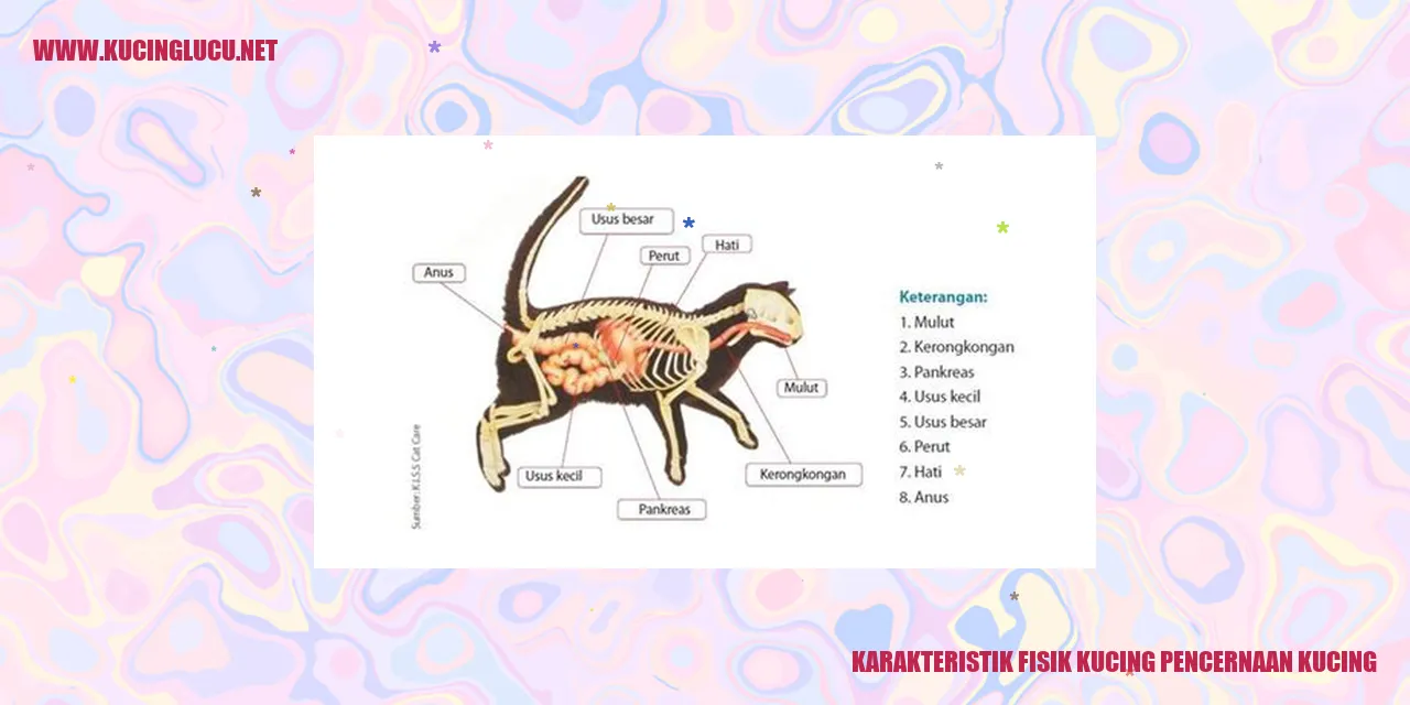 Karakteristik Fisik Kucing pencernaan kucing