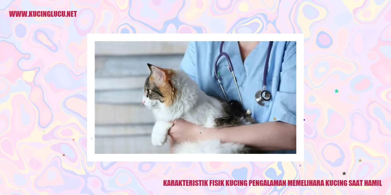 Gambar Kucing Sedang Mengandung