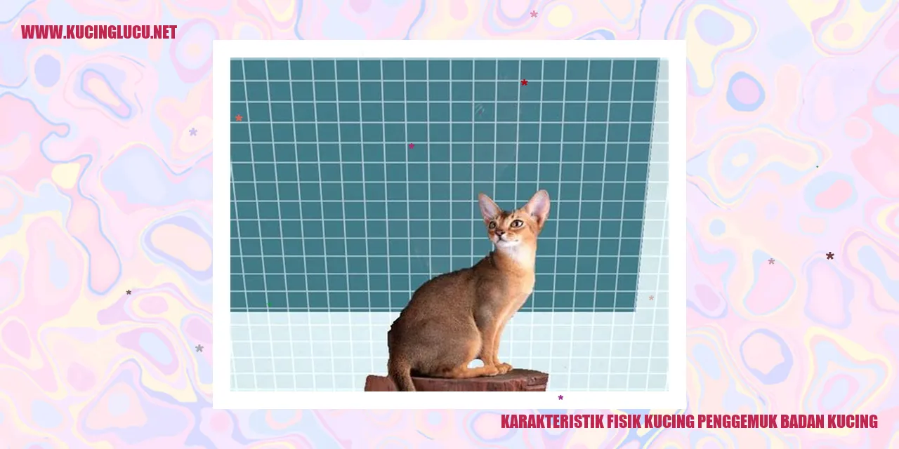 Karakteristik Fisik Kucing Penggemuk Badan Kucing