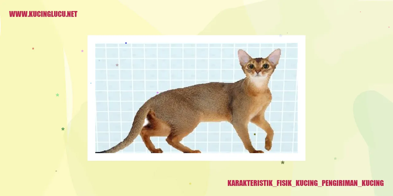 Karakteristik Tubuh Kucing Pengiriman Kucing