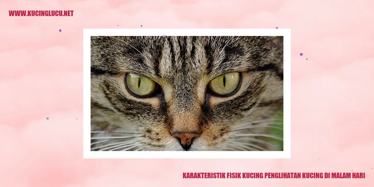 Gambar Kucing Malam Hari