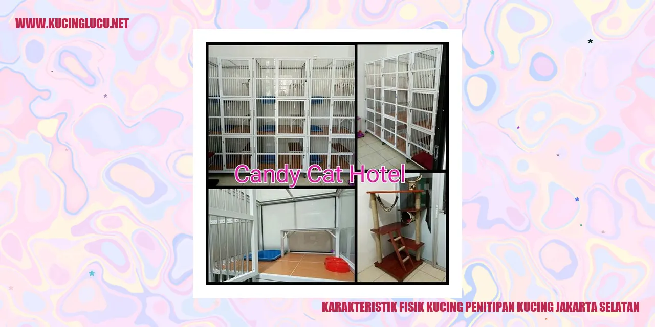 Karakteristik Fisik Kucing Penitipan di Jakarta Selatan