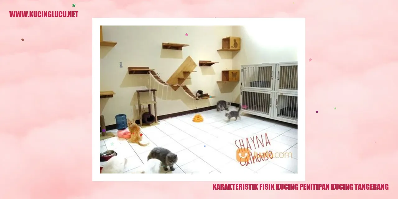 Karakteristik Fisik Kucing Penitipan Kucing Tangerang