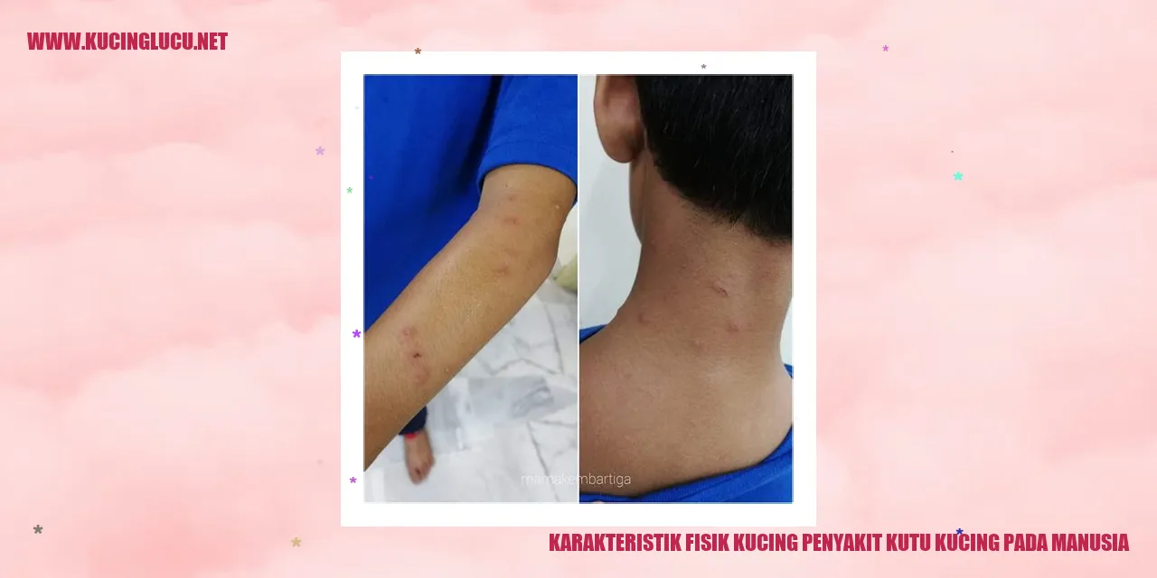 Karakteristik Fisik Kucing penyakit kutu kucing pada manusia