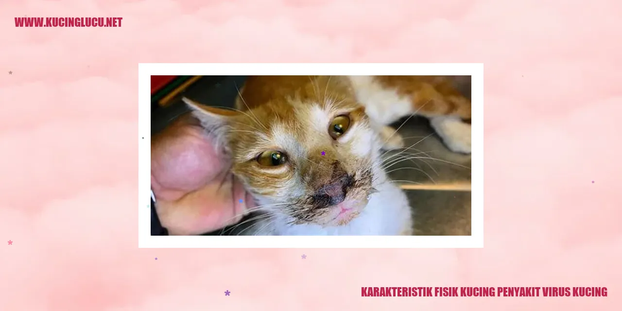 Karakteristik Tubuh Kucing yang Terkena Penyakit Virus Kucing