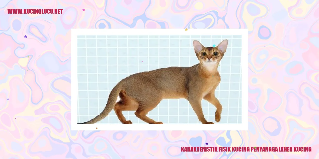 Karakteristik Fisik Kucing Penyangga Leher Kucing