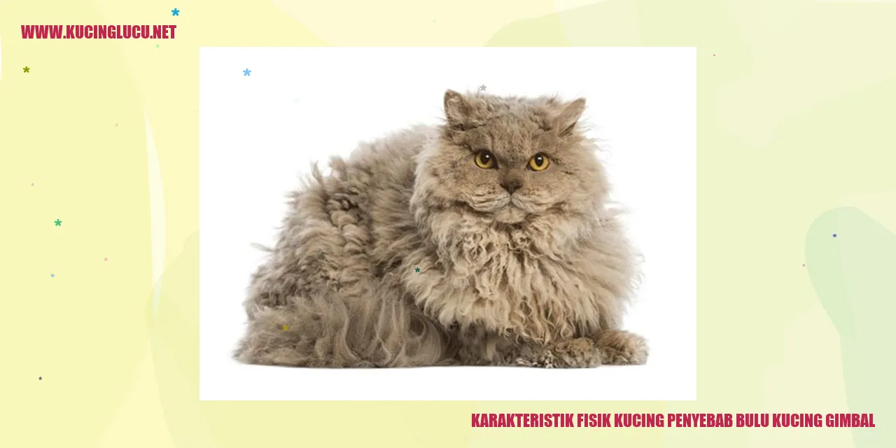 karakteristik fisik kucing penyebab bulu kucing gimbal