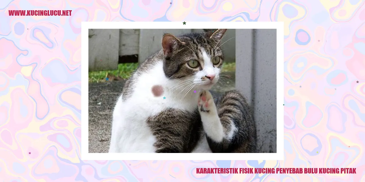 Karakteristik Fisik Kucing penyebab bulu kucing pitak