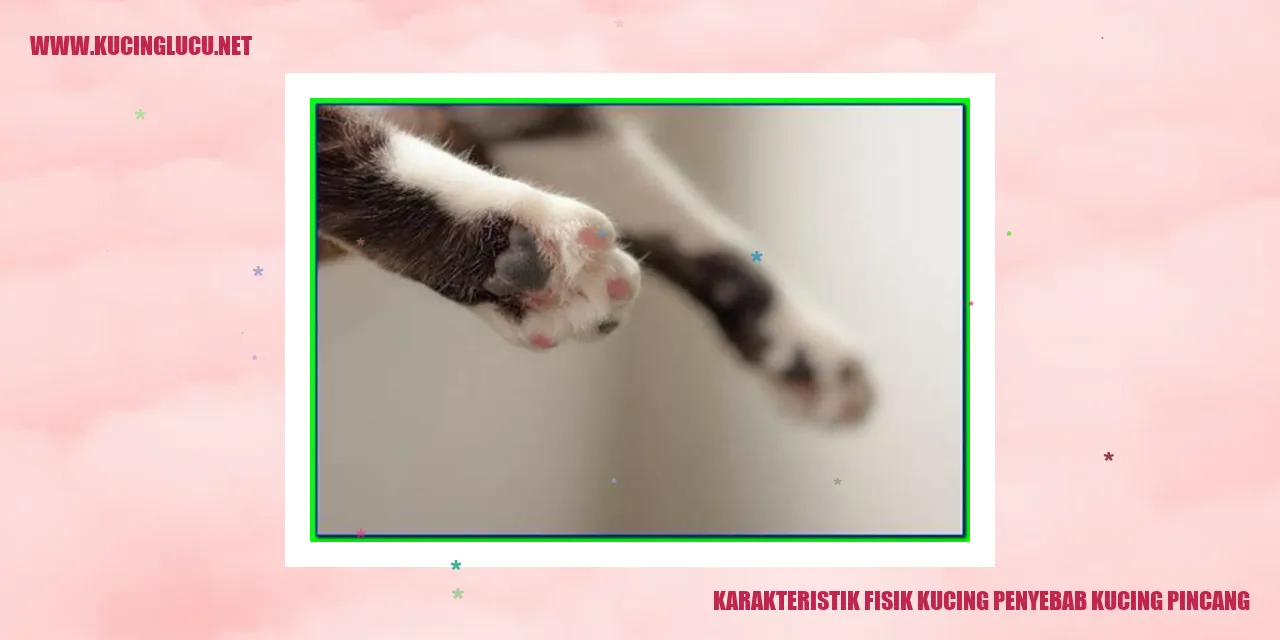 kucing berjalan pincang