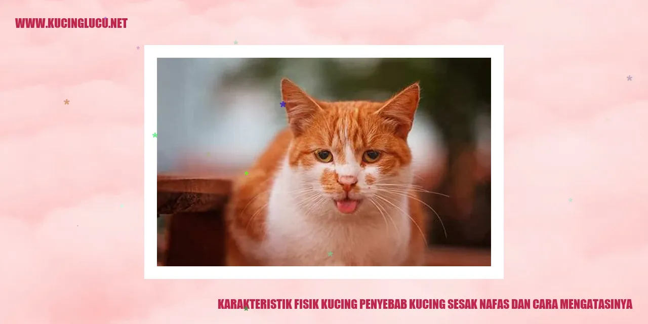 Gambar Kucing