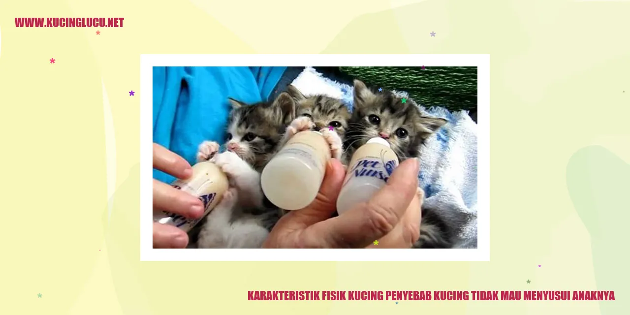 Karakteristik Fisik Kucing Penyebab Kucing Tidak Mau Menyusui Anaknya