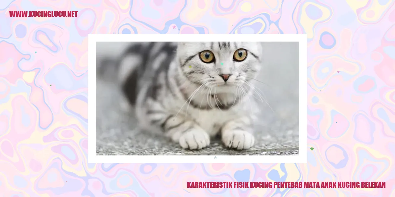Gambar kucing yang menggemaskan