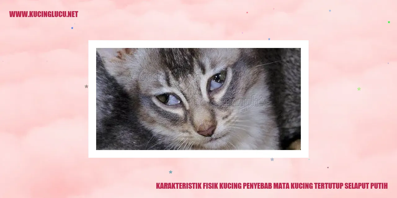 Gambar karakteristik fisik kucing